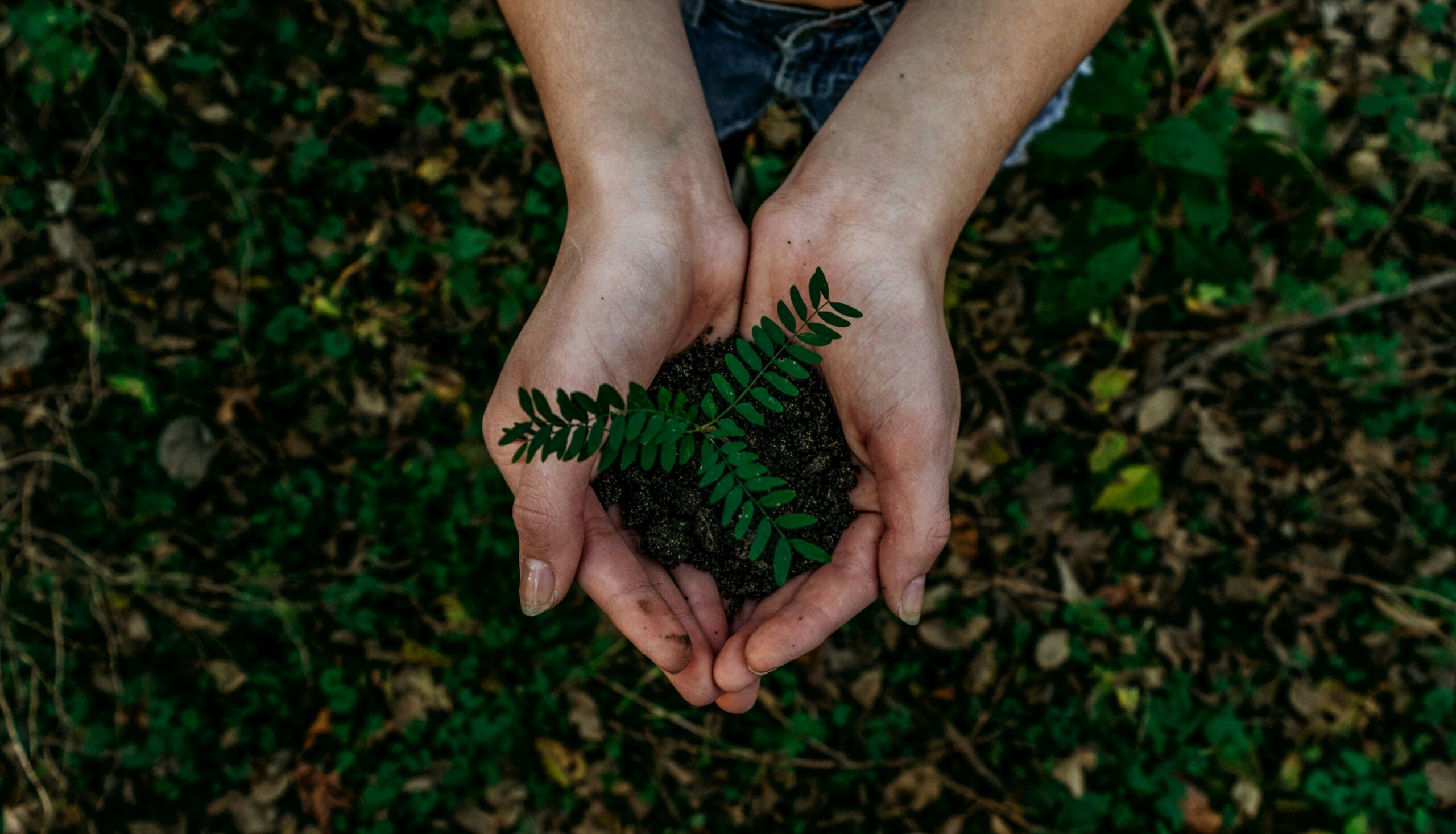 Breaking: Georgia Implements Strict Plastic Ban in Food Services – A Business Revolution